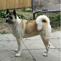 Kc reg akita female - offers accepted