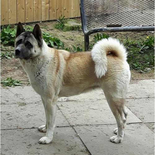 Kc reg akita female - offers accepted