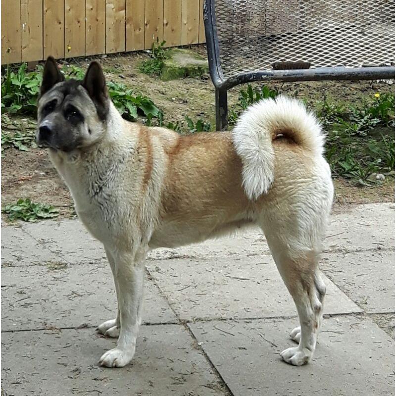 Kc reg akita female - offers accepted