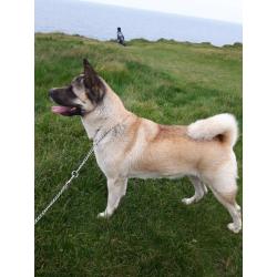 Kc reg akita female - offers accepted