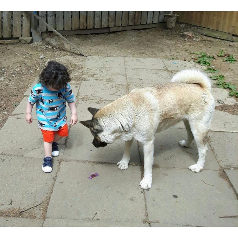 Kc reg akita female - offers accepted