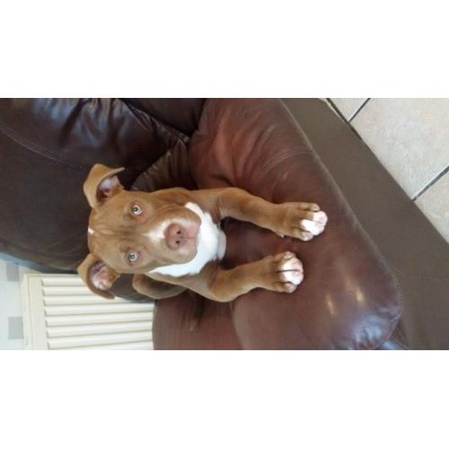 Alapaha blue blood bulldog
