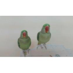 2x Indian ring neck for sale