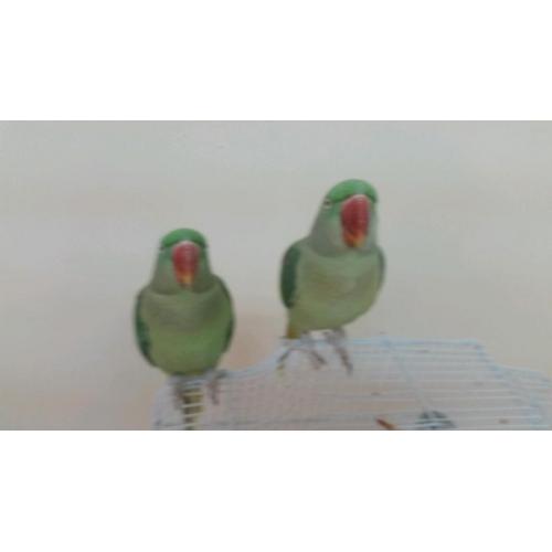 2x Indian ring neck for sale