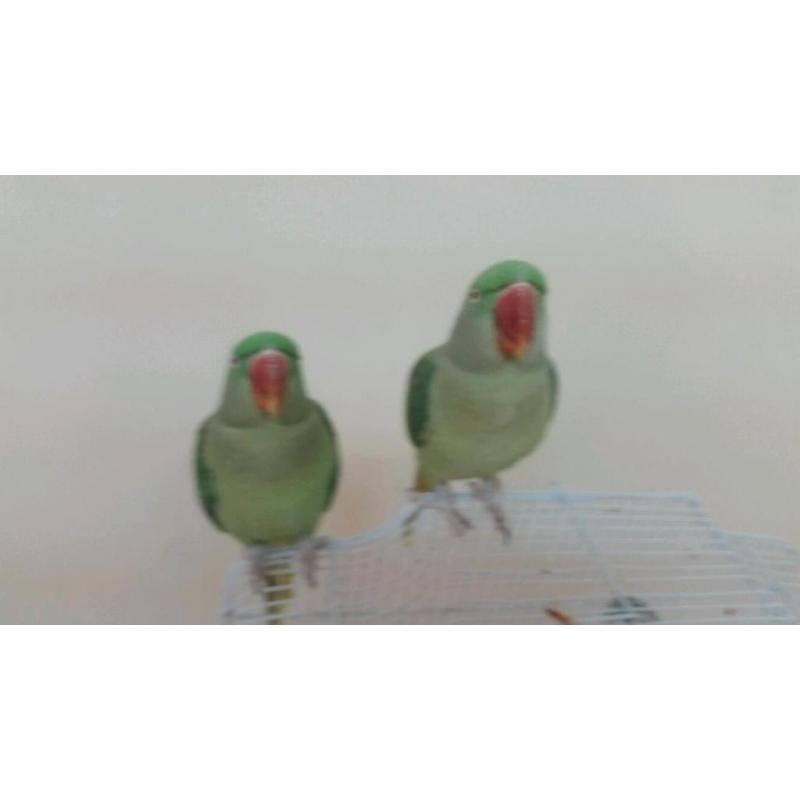 2x Indian ring neck for sale