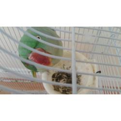 2x Indian ring neck for sale
