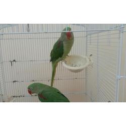 2x Indian ring neck for sale