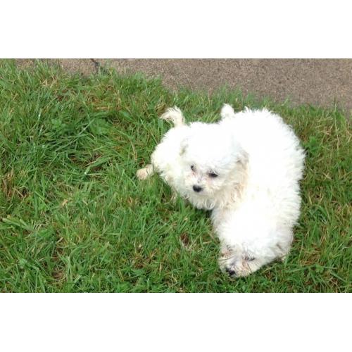 Bichon Frise puppiesfor sale