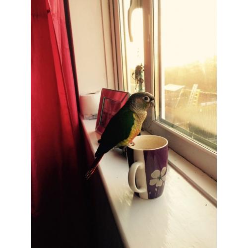Conure parrot with cage