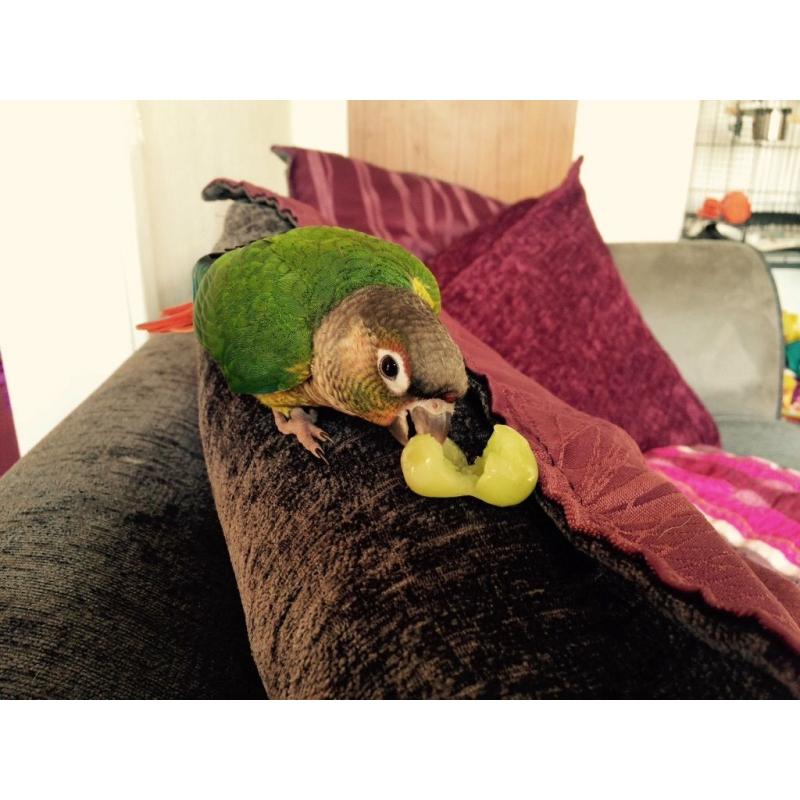 Conure parrot with cage