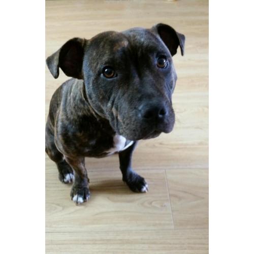 Staffordshire Bull terrier