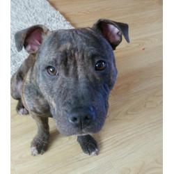 Staffordshire Bull terrier