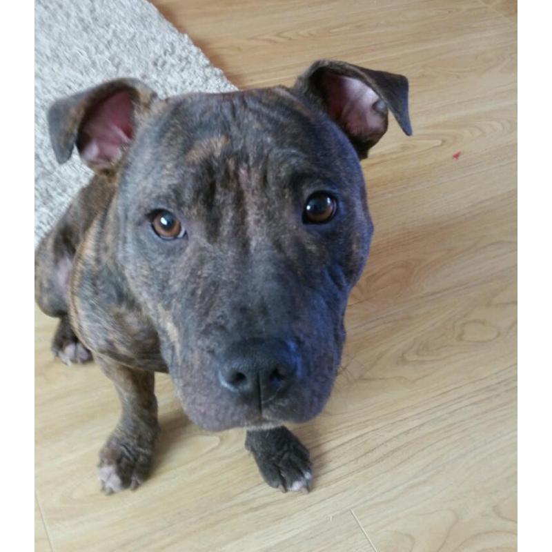 Staffordshire Bull terrier