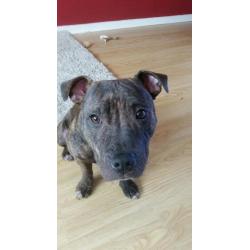 Staffordshire Bull terrier