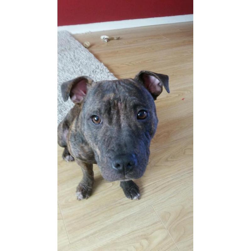 Staffordshire Bull terrier