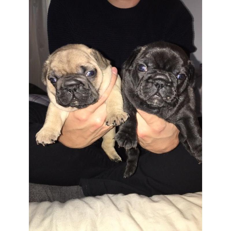 2 French Bulldogs for sale