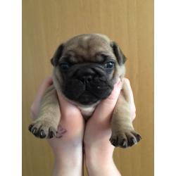 2 French Bulldogs for sale