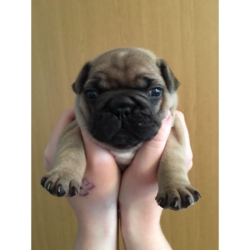 2 French Bulldogs for sale