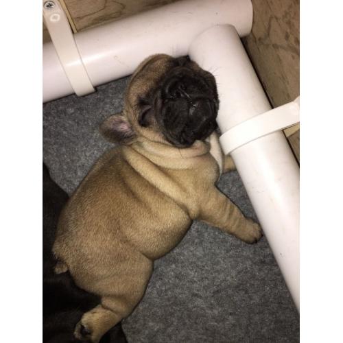 2 French Bulldogs for sale