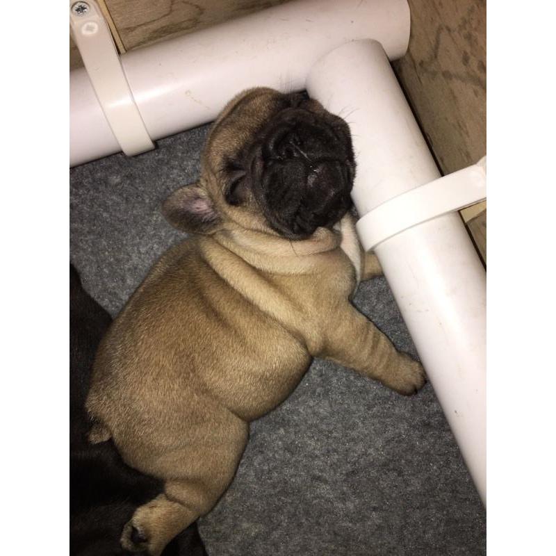 2 French Bulldogs for sale