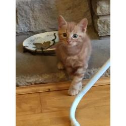 Beautiful kitten for sale