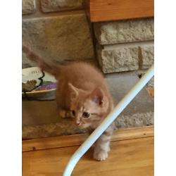 Beautiful kitten for sale