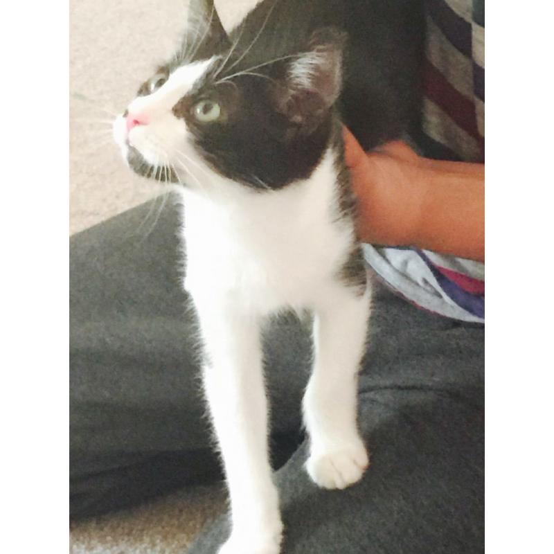 Friendlt kitten ready for re homing