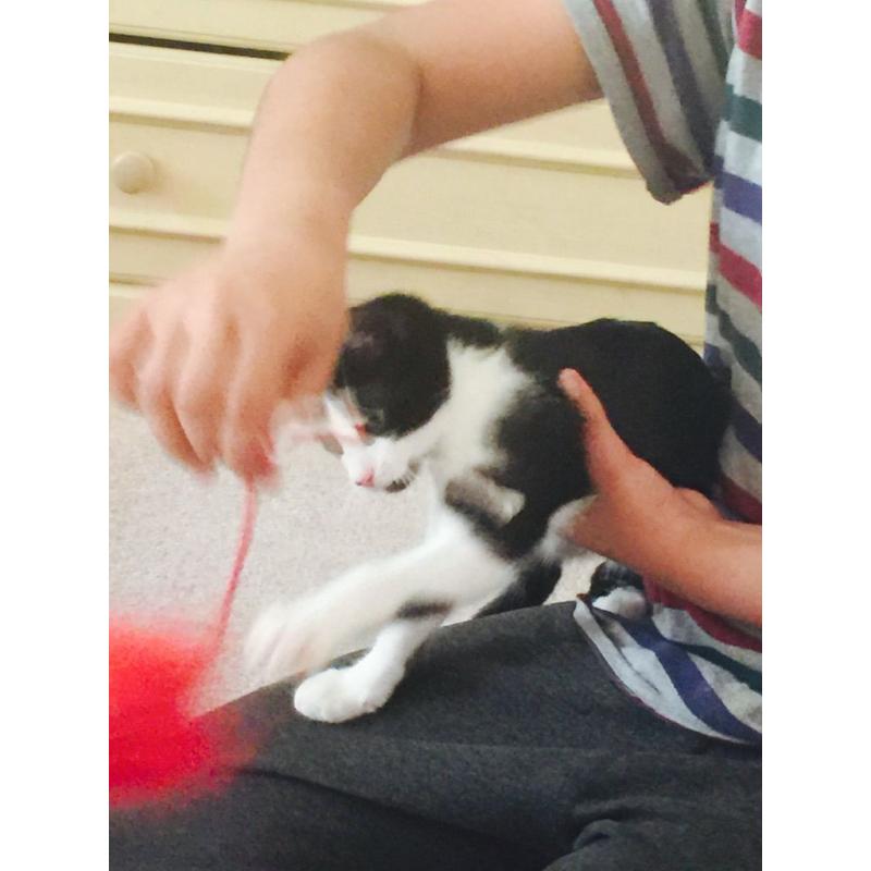 Friendlt kitten ready for re homing