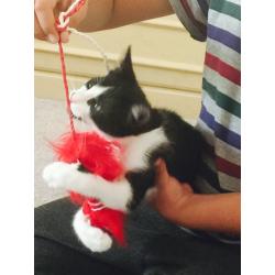 Friendlt kitten ready for re homing