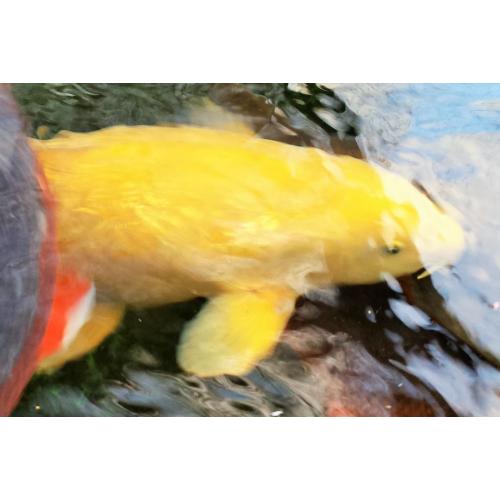 Koi Fish Keeping Club looking for likewise enthusiasts, North West