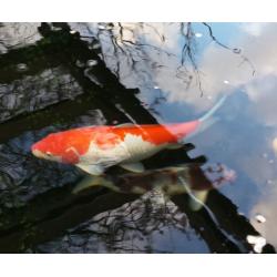 Koi Fish Keeping Club looking for likewise enthusiasts, North West