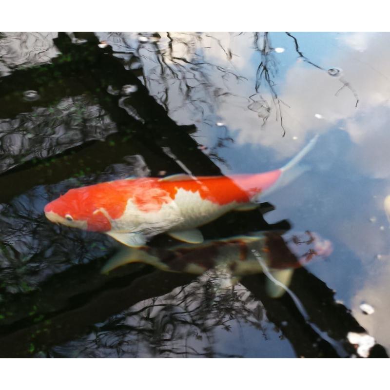 Koi Fish Keeping Club looking for likewise enthusiasts, North West