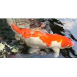 Koi Fish Keeping Club looking for likewise enthusiasts, North West