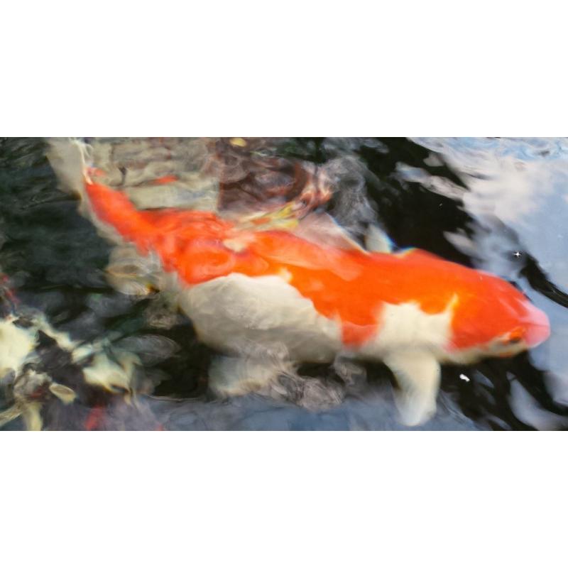 Koi Fish Keeping Club looking for likewise enthusiasts, North West