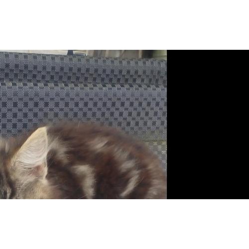 Kittens for sale