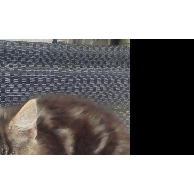 Kittens for sale