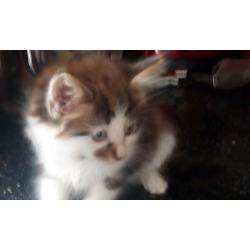 Kittens for sale