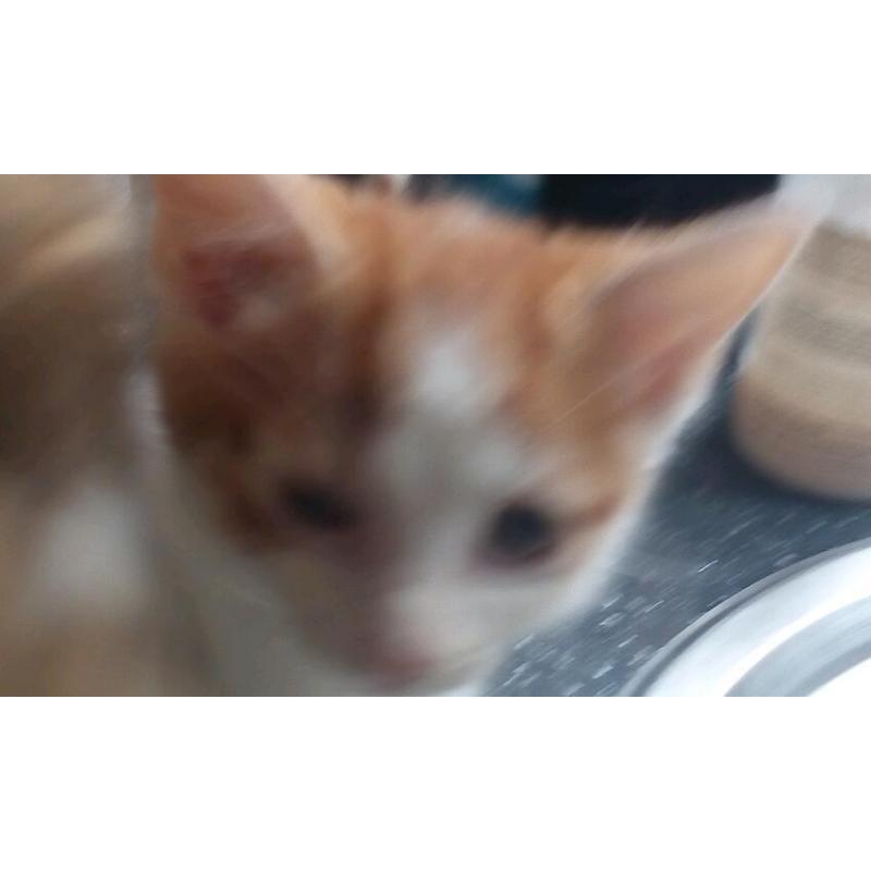 Kittens for sale