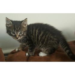 Gorgeous BSH x boy avaliable today