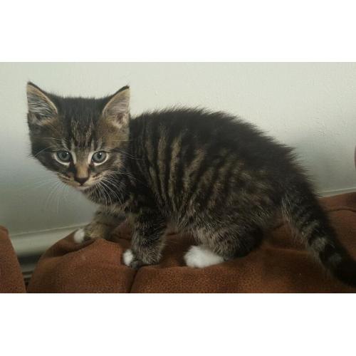 Gorgeous BSH x boy avaliable today