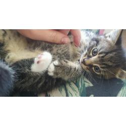 Gorgeous BSH x boy avaliable today