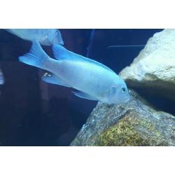 20 Adult Malawi cichlid fish