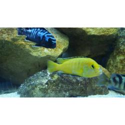 20 Adult Malawi cichlid fish