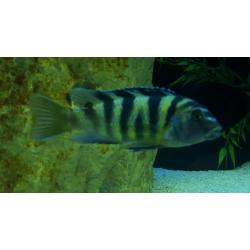 20 Adult Malawi cichlid fish