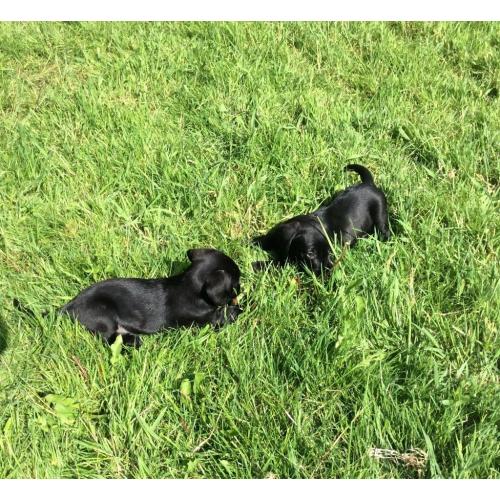 Labrador x daschound