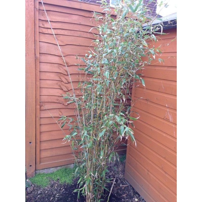 Young 'golden bamboo' plant