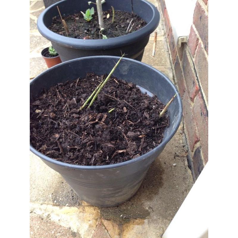 Young 'golden bamboo' plant