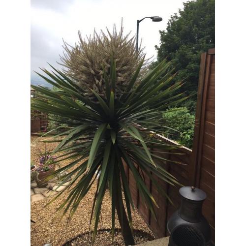 Cordyline Australis - 8.5 feet high 8years old - well established with a hive of bee activity