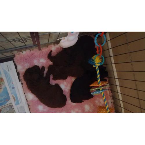 Minature Poodle Puppies