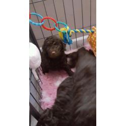 Minature Poodle Puppies